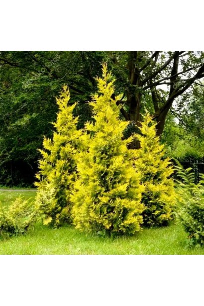 Формовані туї Golden Brabant в саду